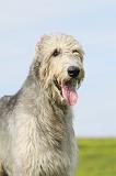 IRISH WOLFHOUND 196
